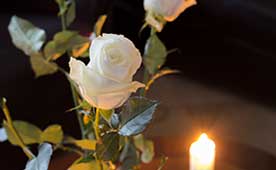 A single white rose
